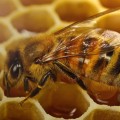 Arılar Peteklerini Neden Altıgen Şeklinde Yaparlar?