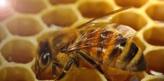 altıgen arı peteği