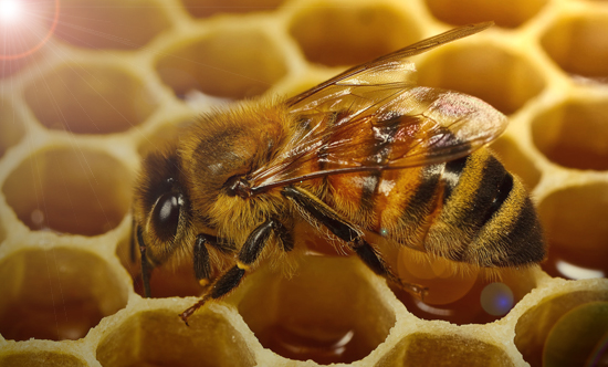 altıgen arı peteği