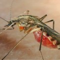 Sıtma Hastalığı Nedir Belirtileri ve Tedavisi