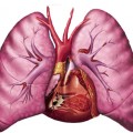 Akciğerin Yapısı ve Görevleri