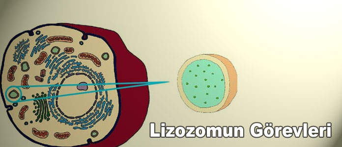 lizozomun görevleri