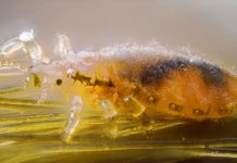 Uzun Saçlardan Bit Nasıl Temizlenir 5 Etkili Yöntem Uzun saçlardan bit nasıl temizlenir